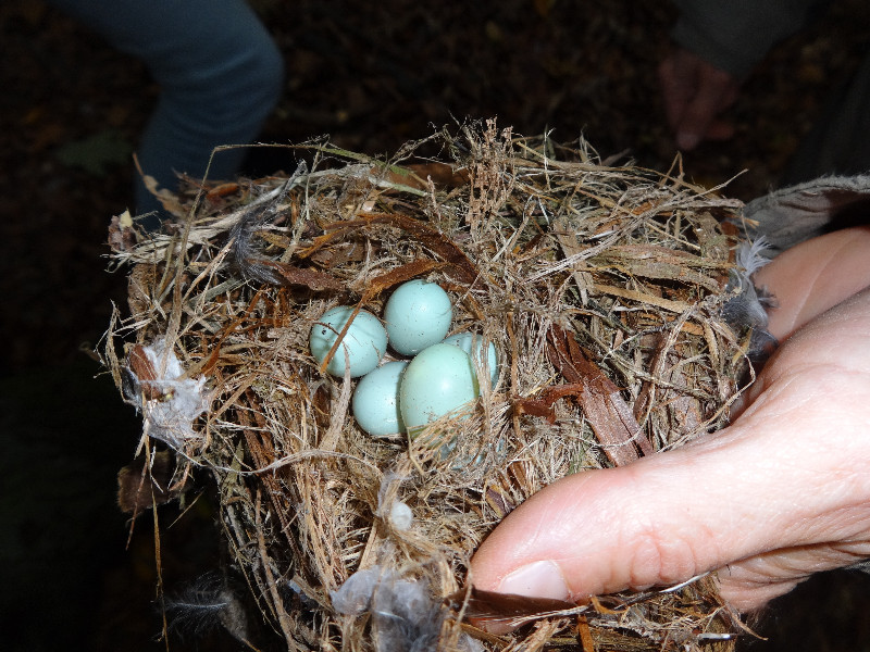 Trauerschnäpper-Nest-mit-ungeschlüpften-Eiern